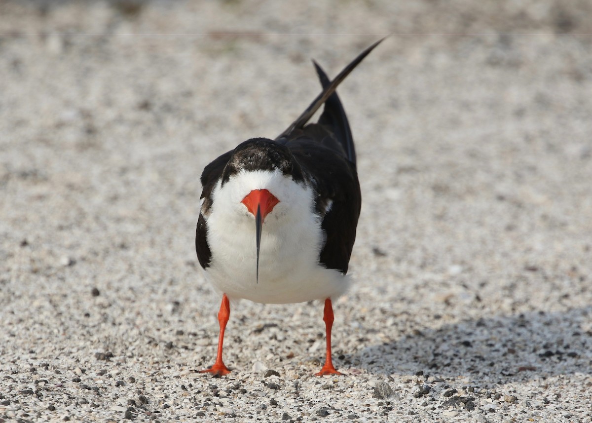 Black Skimmer - ML135876561