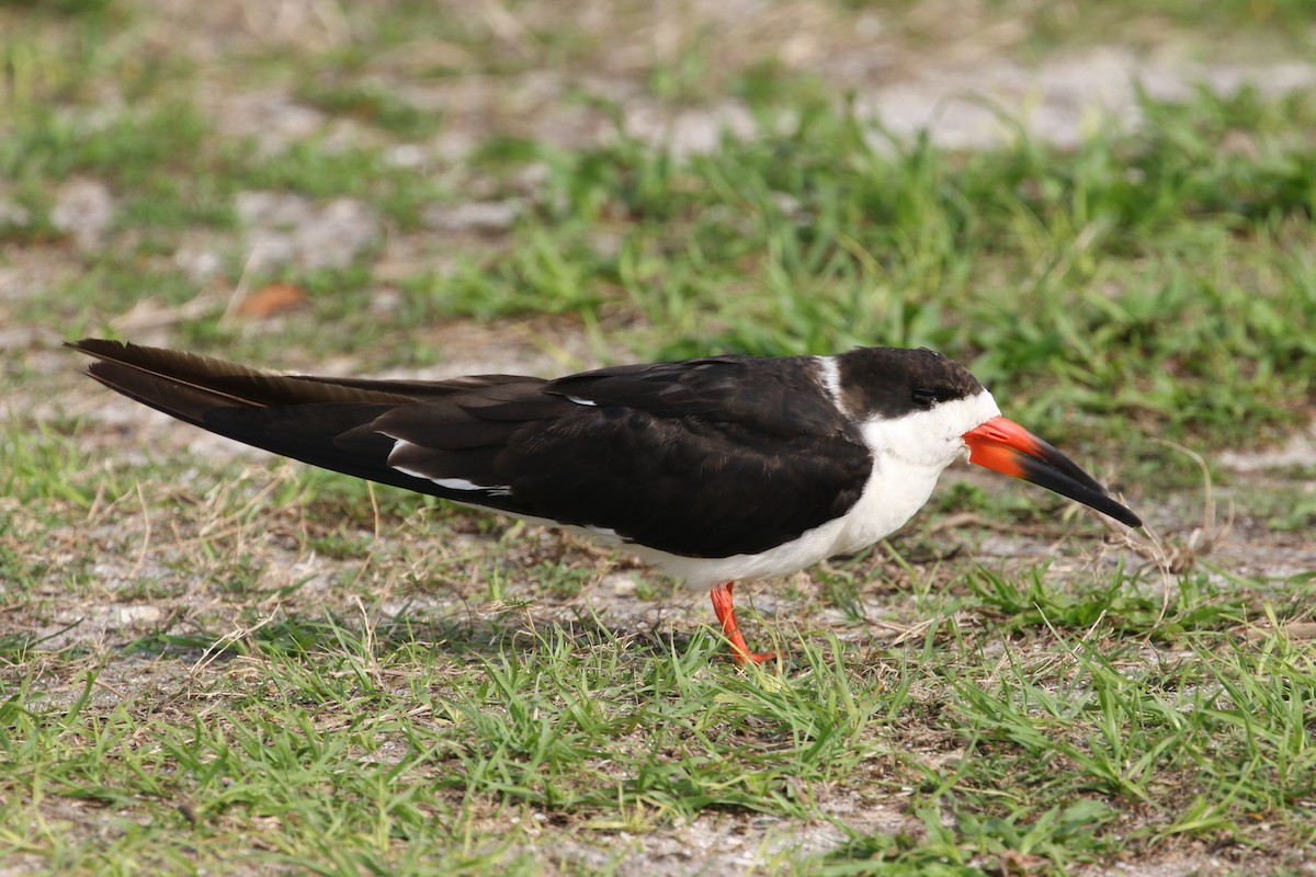 Black Skimmer - ML135876591