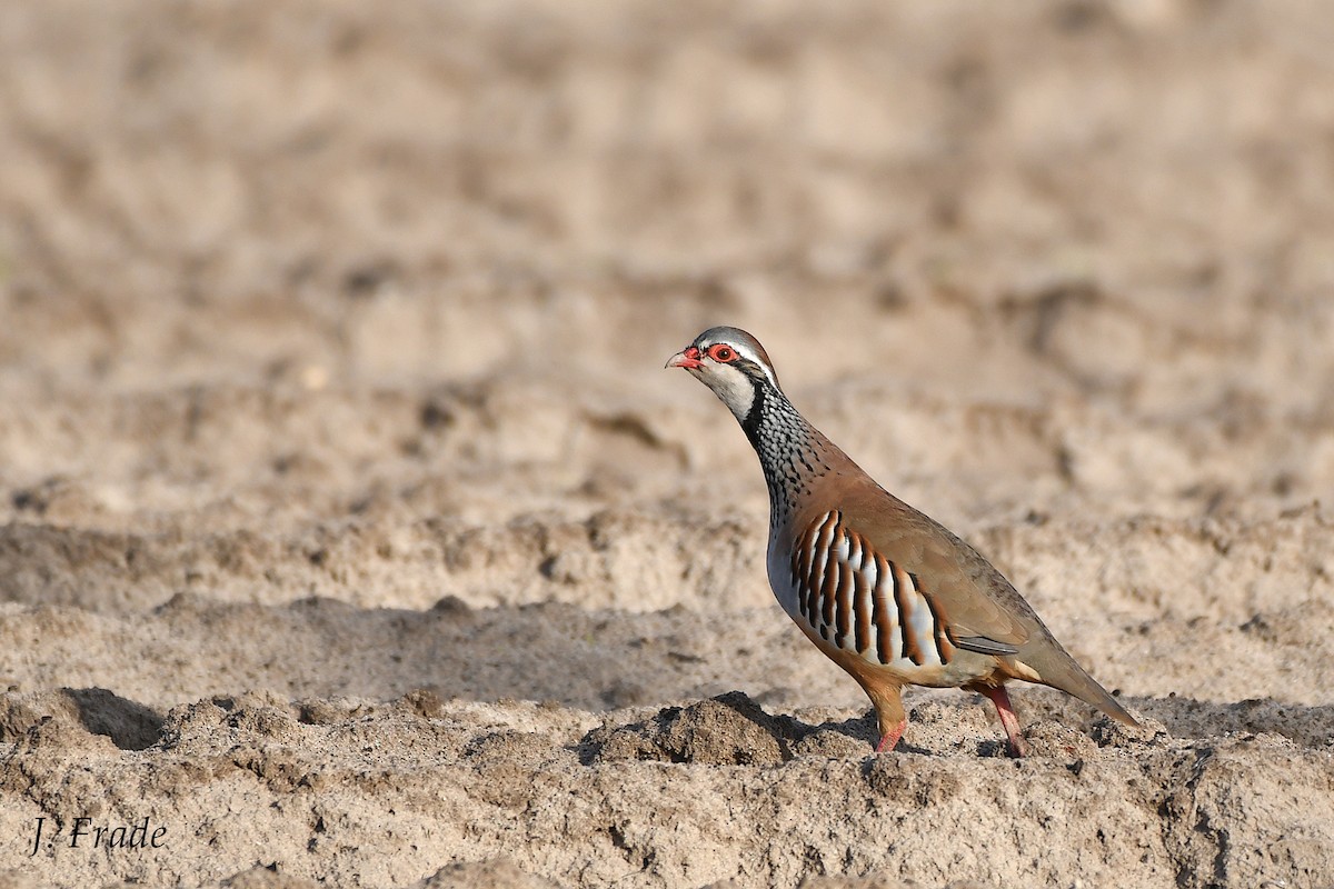 Red-legged Partridge - ML135877211