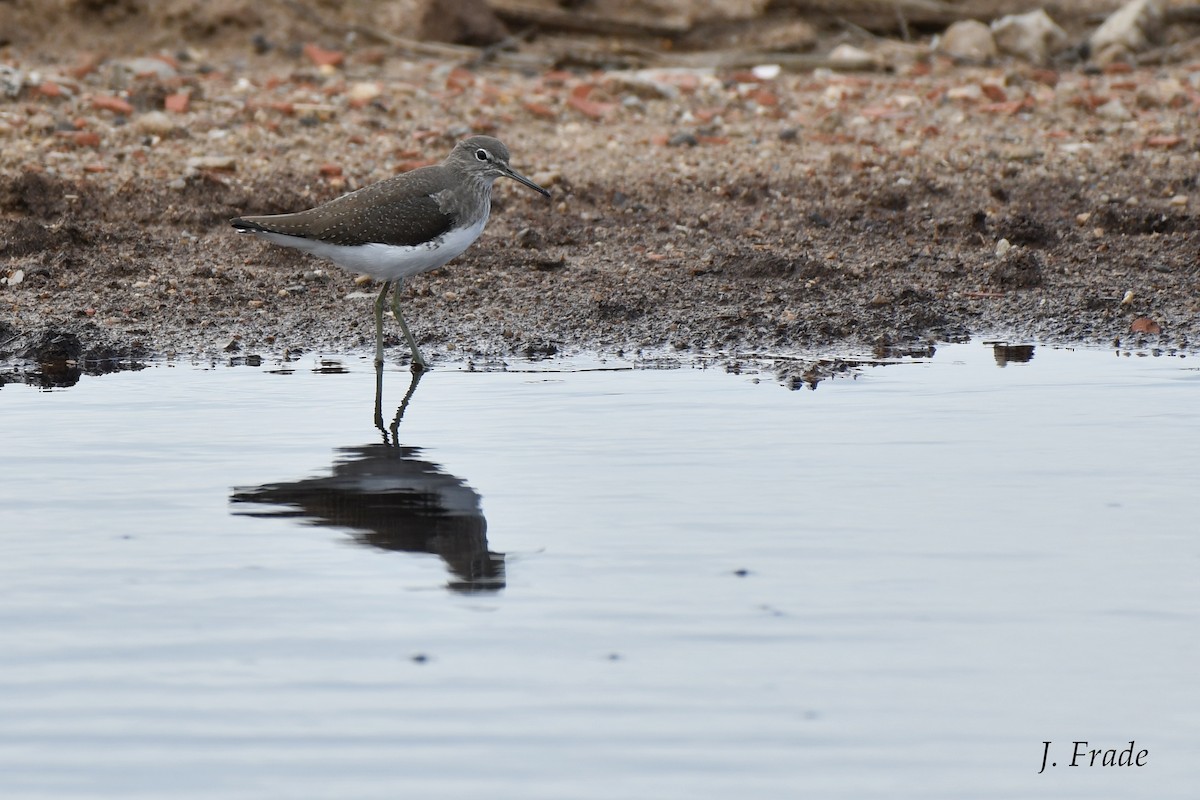 Green Sandpiper - ML135877261