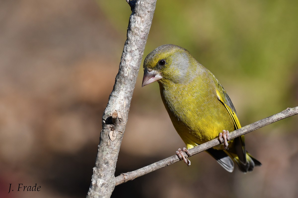 European Greenfinch - José Frade