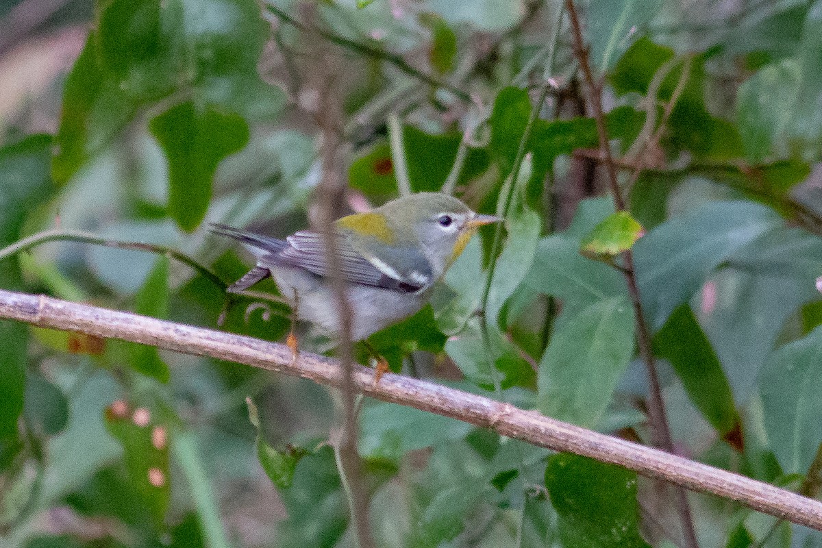 Northern Parula - ML135878551