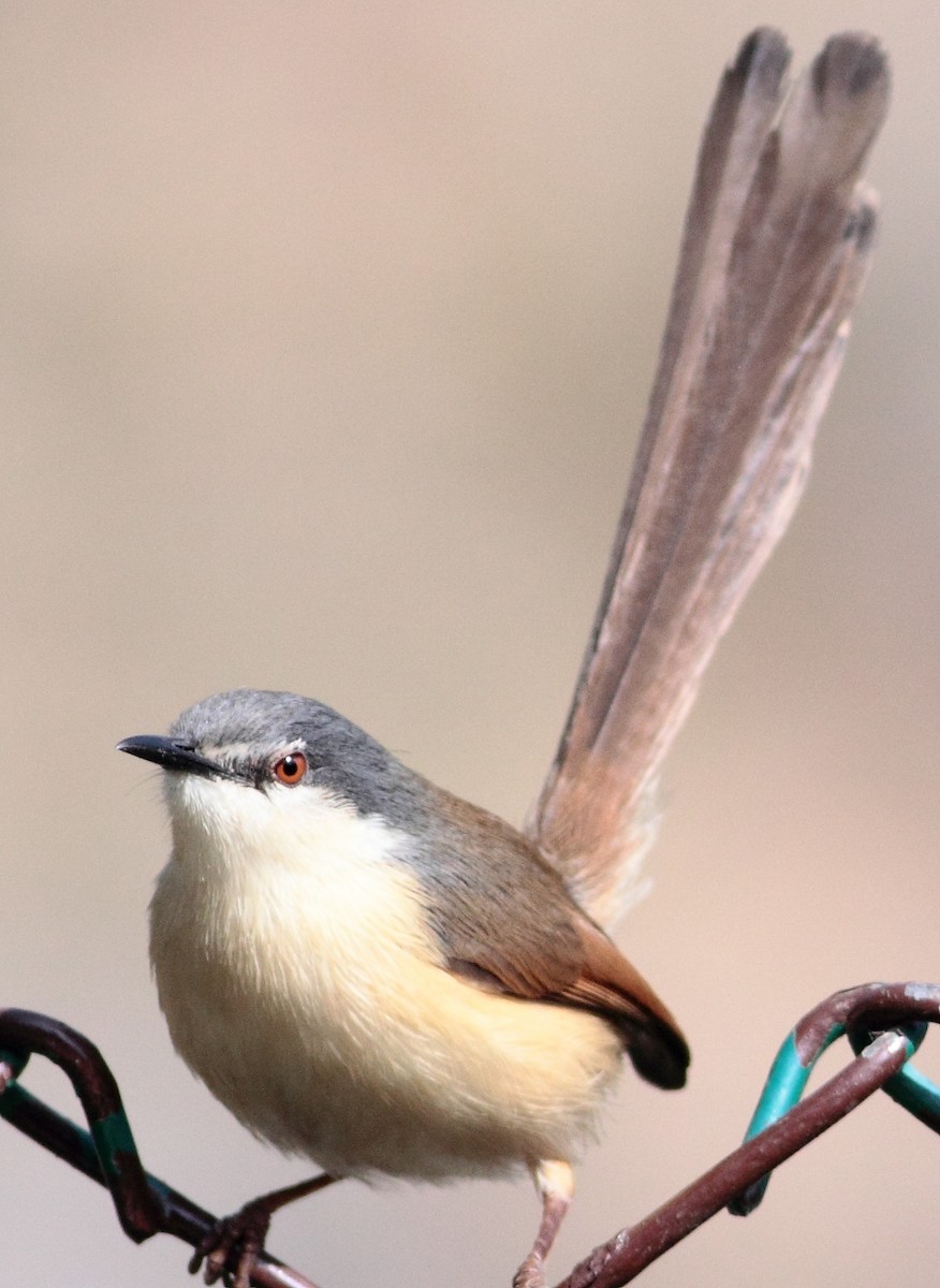 Ashy Prinia - Ains Priestman