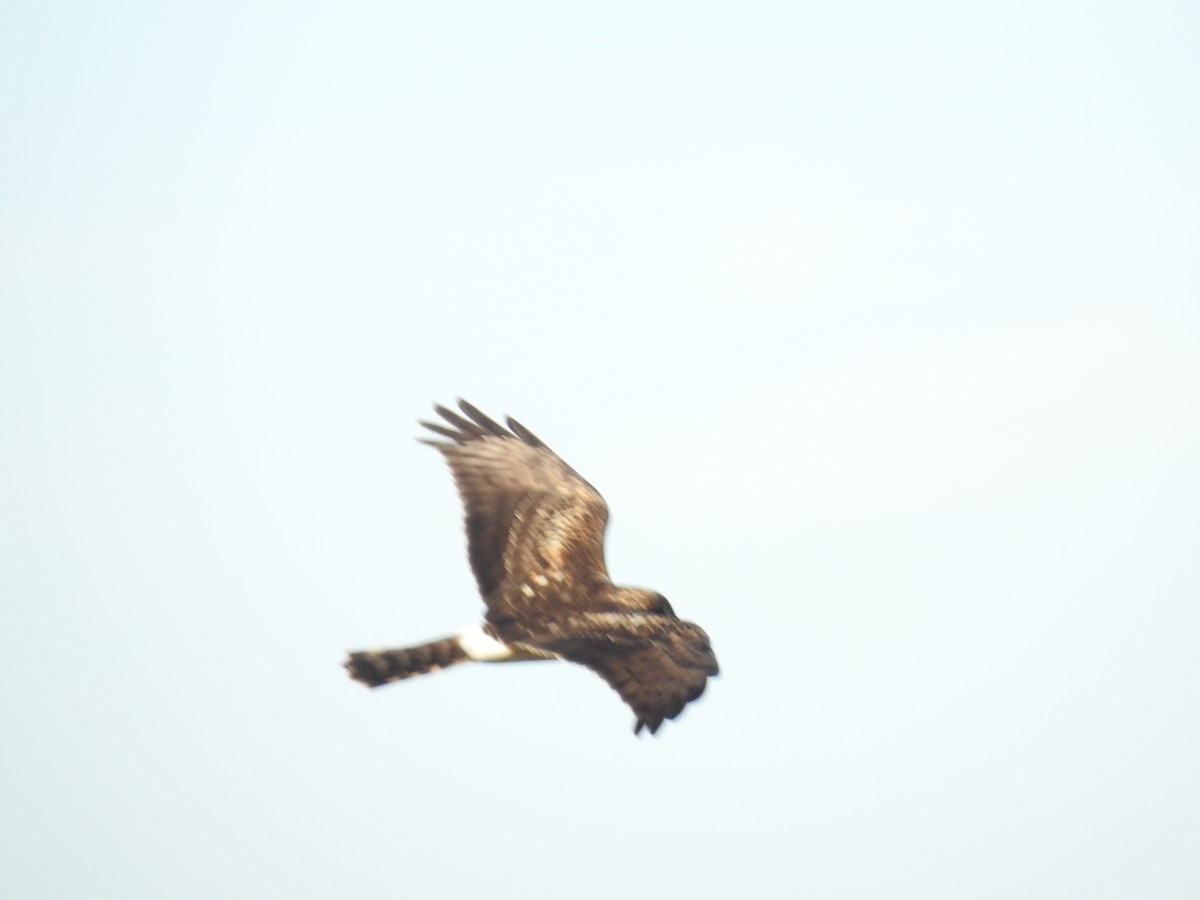 Aguilucho de Hudson - ML135883391