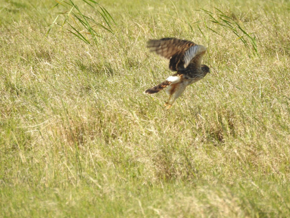 Aguilucho de Hudson - ML135883431