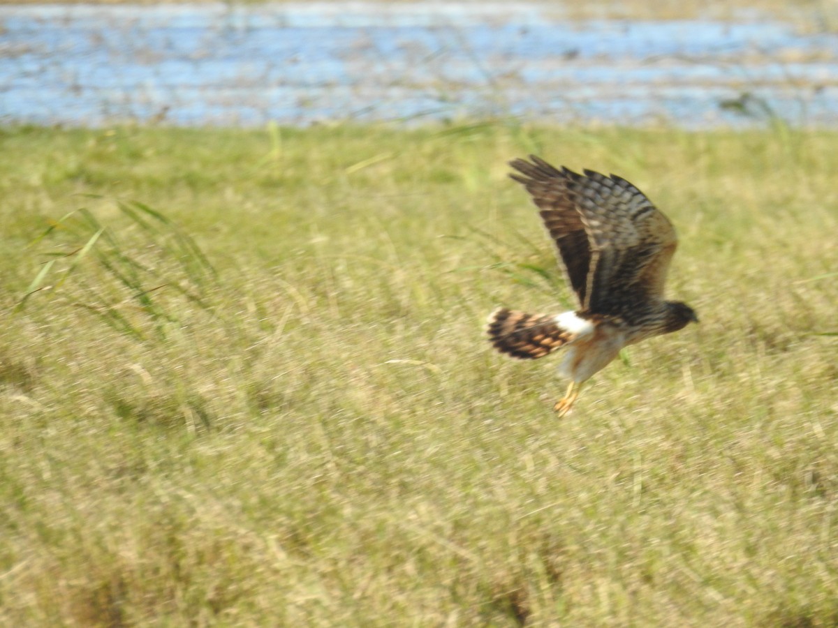 Aguilucho de Hudson - ML135883441