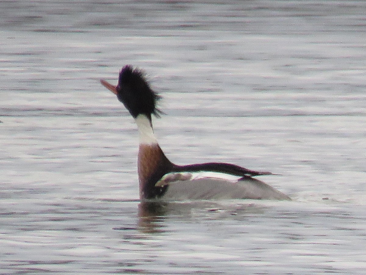 Red-breasted Merganser - ML135885211