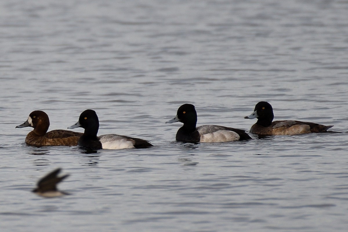 Greater Scaup - ML135890931