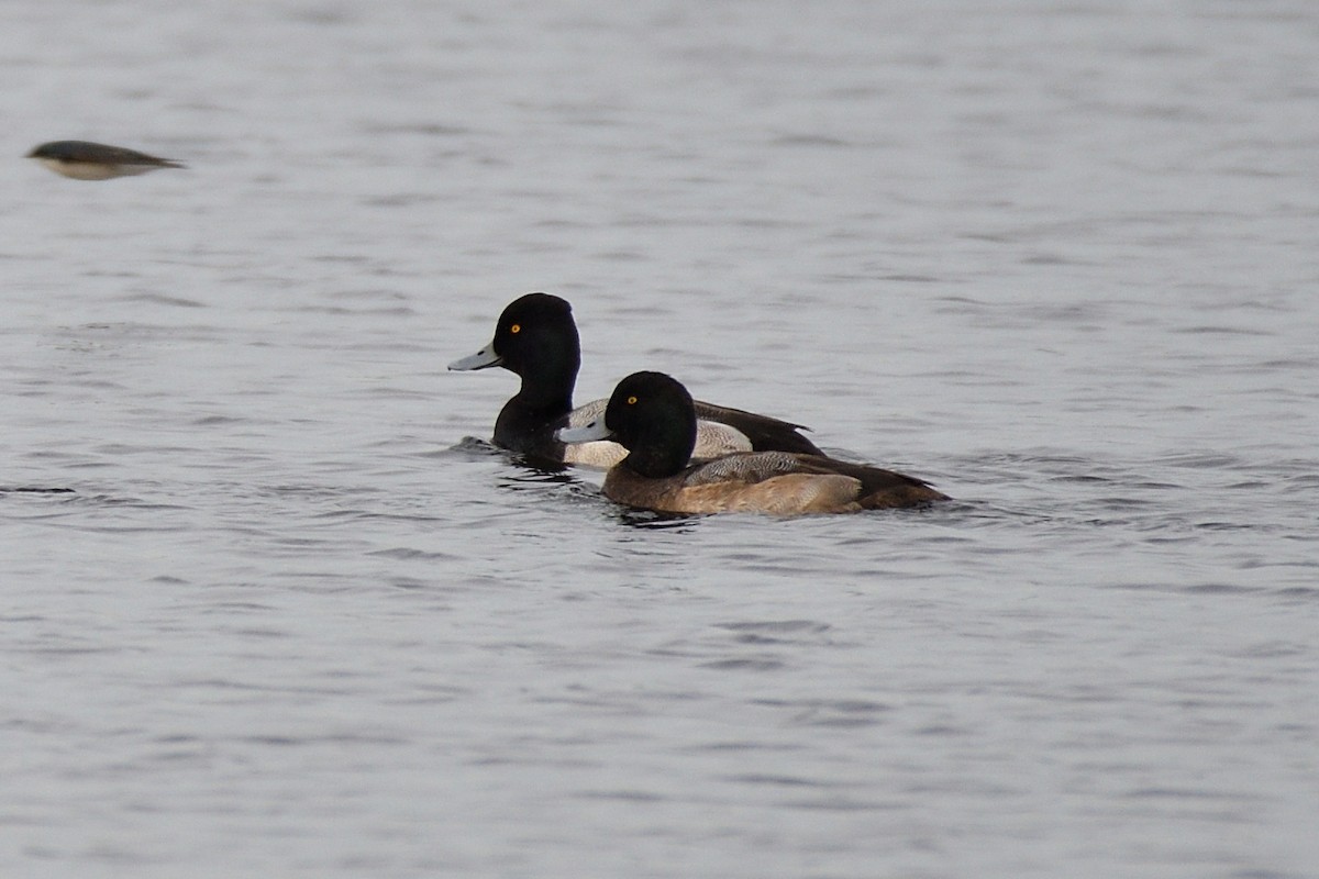 Greater Scaup - ML135890941