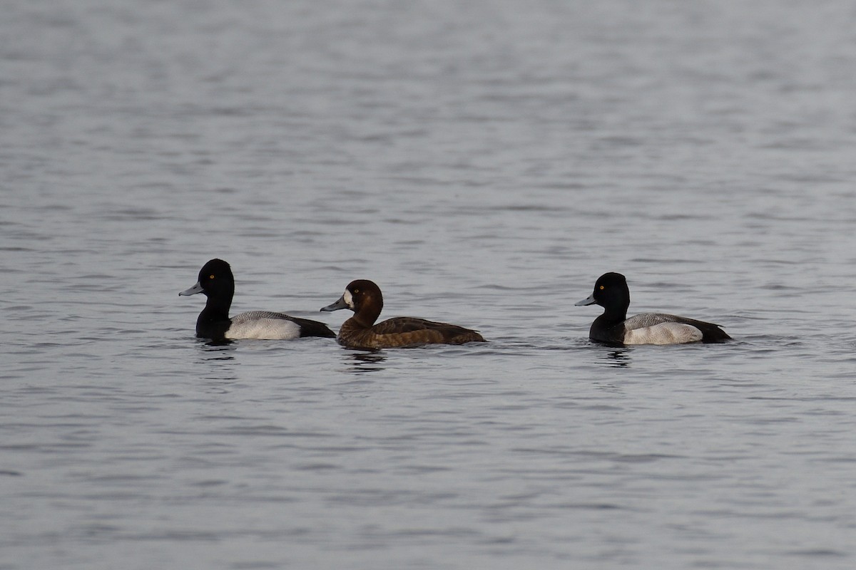 Greater Scaup - ML135890951