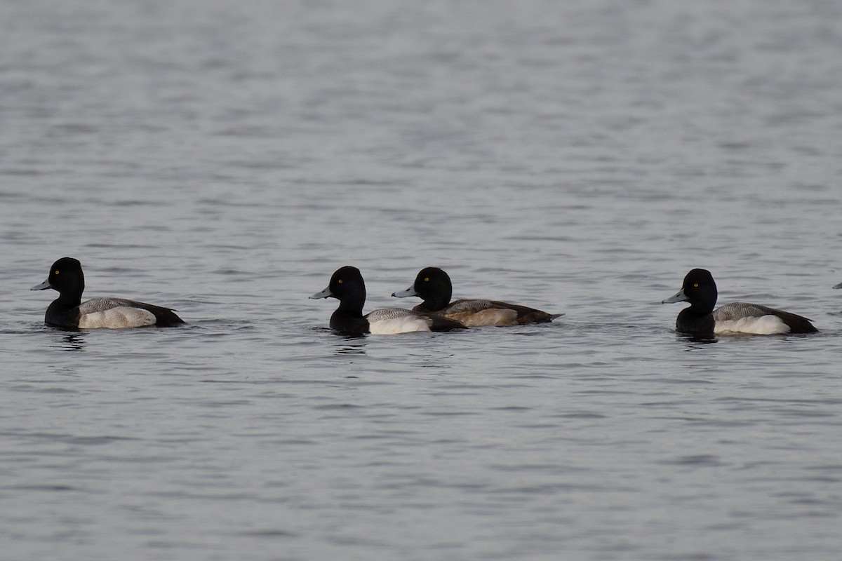 Greater Scaup - ML135890961