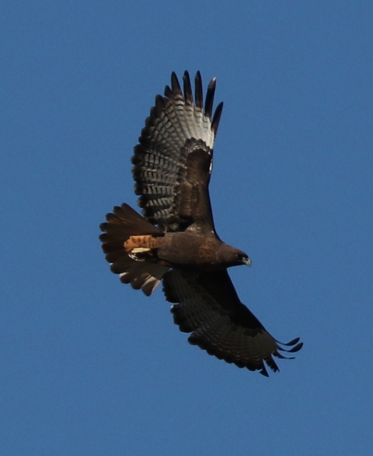 Red-tailed Hawk - ML135893451