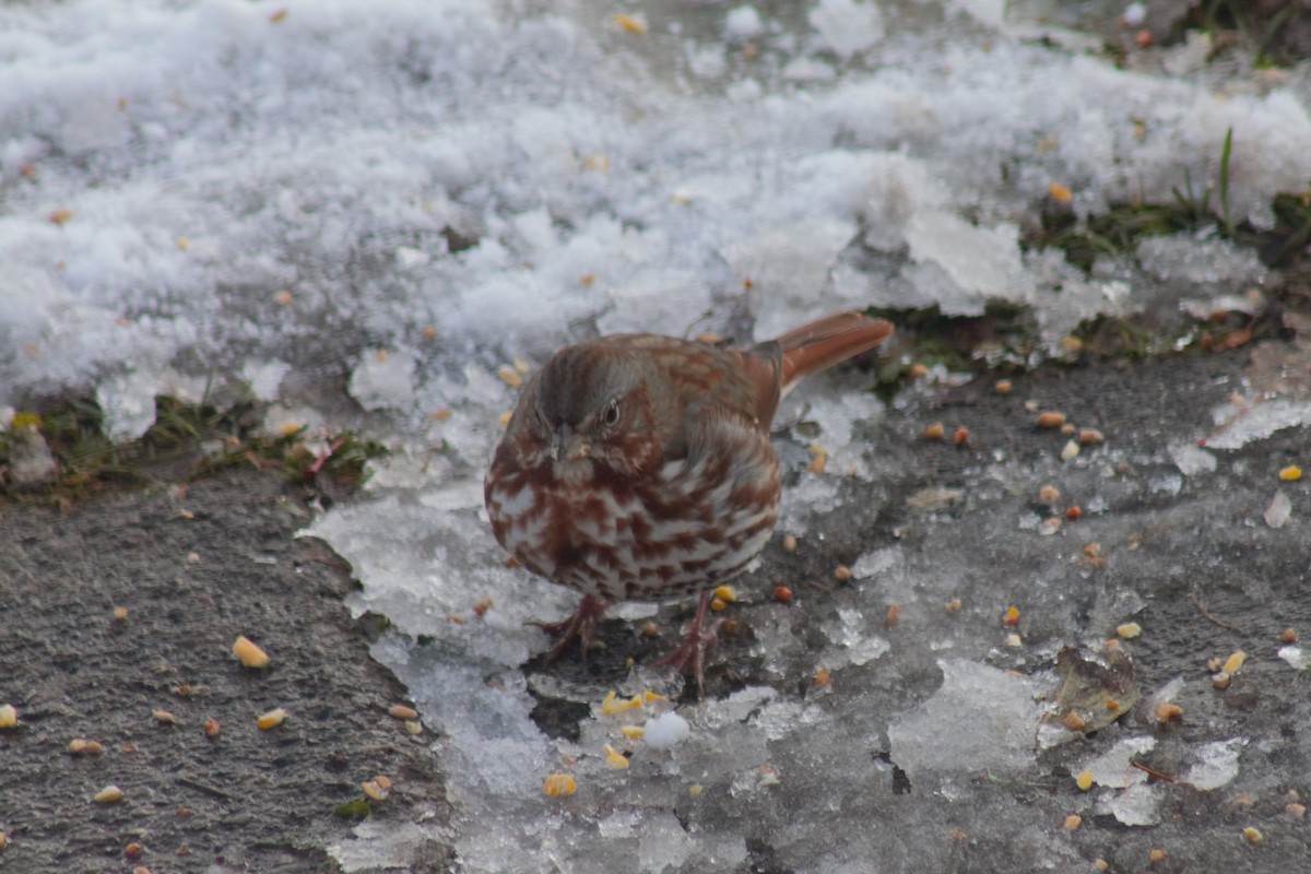 Fox Sparrow - Zane Shantz