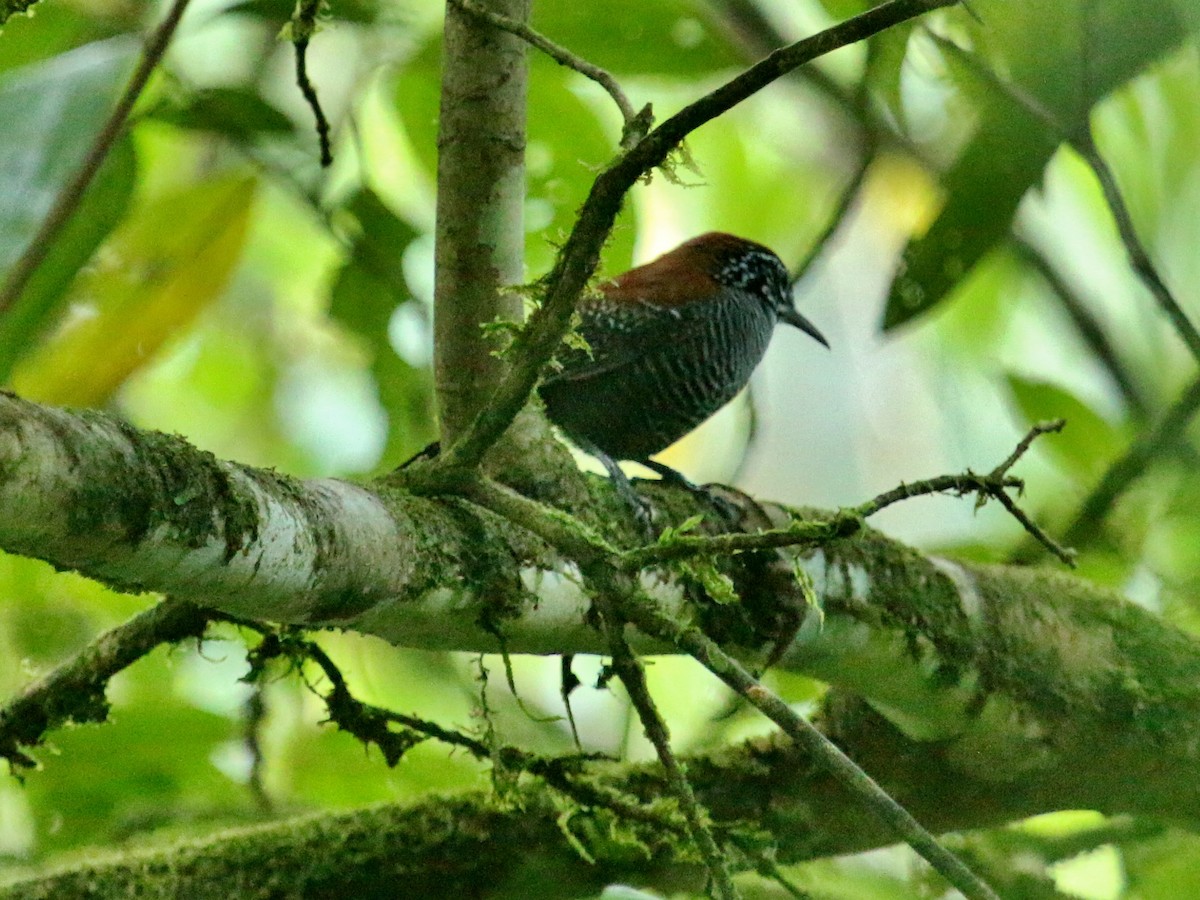 Riverside Wren - Christine Jacobs