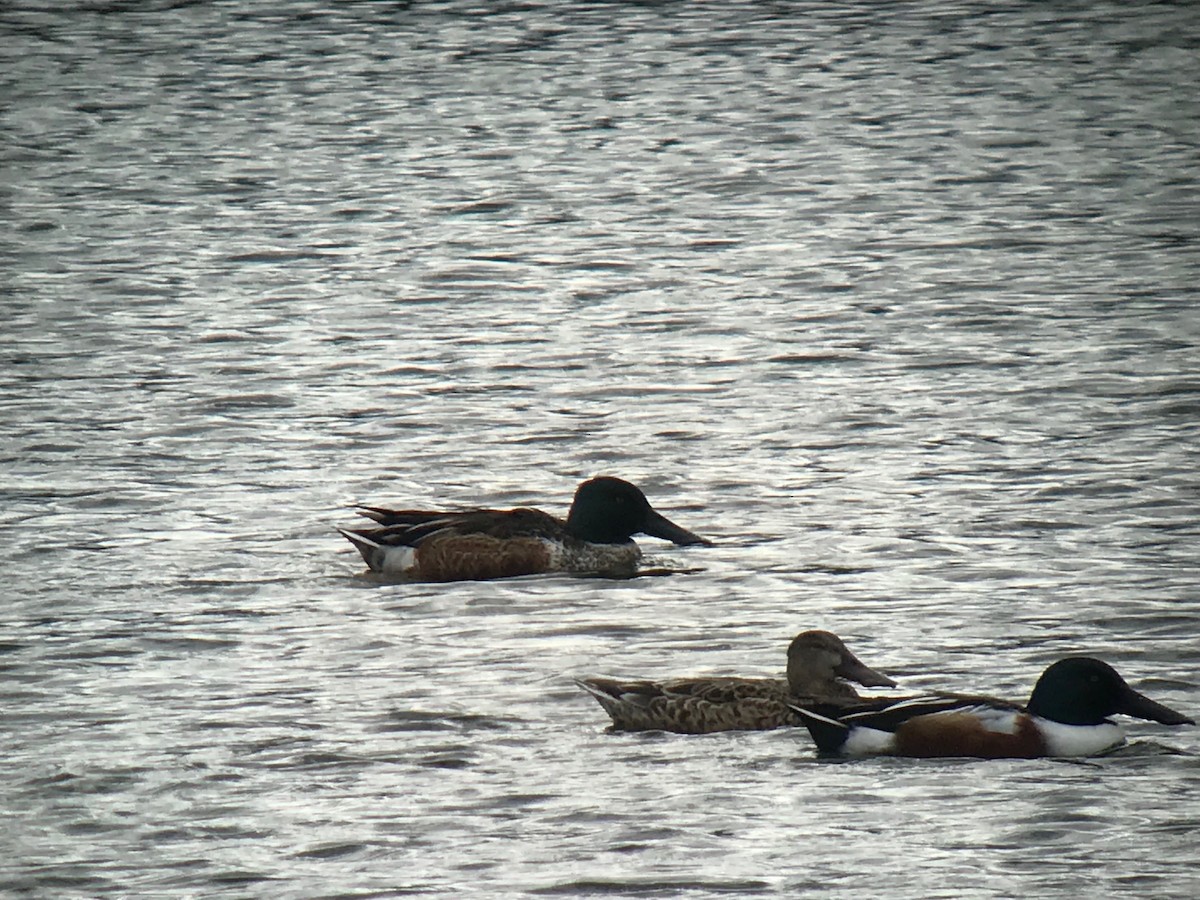 Northern Shoveler - ML135895661