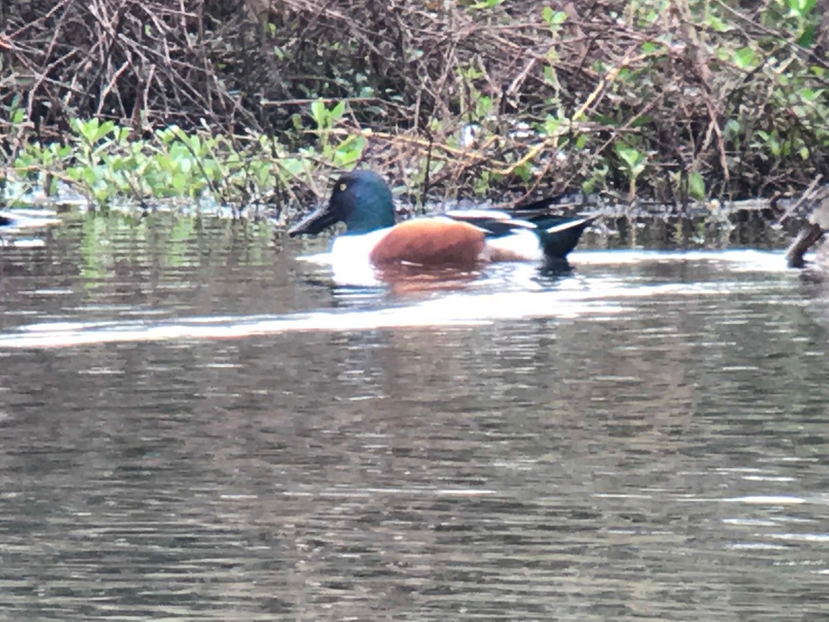 Northern Shoveler - Ann Robshaw