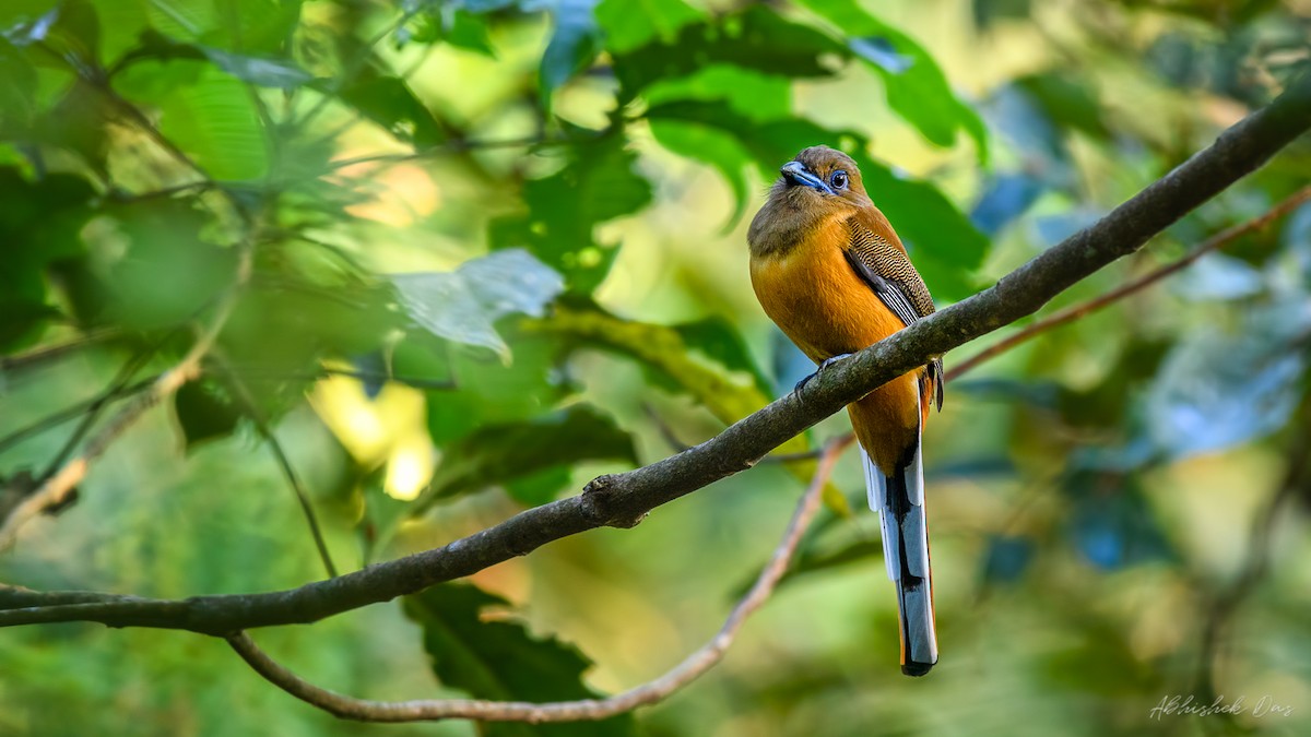 Malabar Trogon - ML135897821