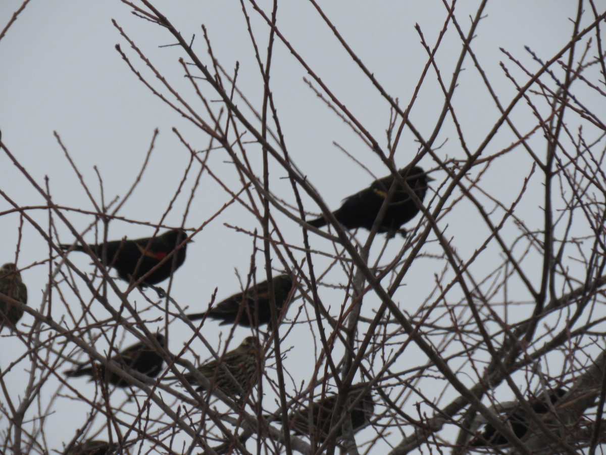 Red-winged Blackbird - ML135898121