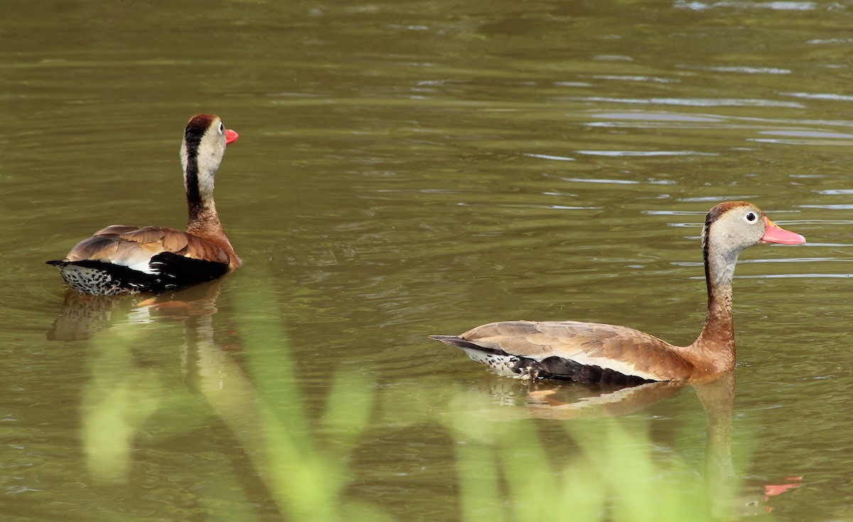 Black-bellied Whistling-Duck - Anthony Uhrich