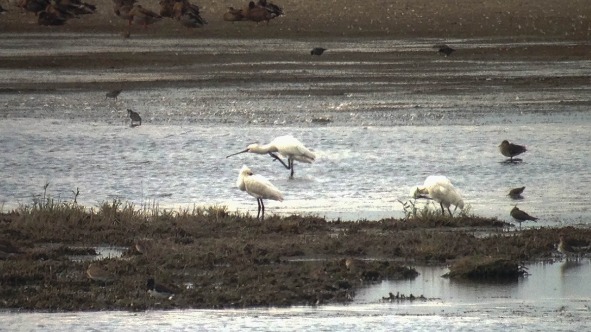 Eurasian Spoonbill - Erik Nielsen