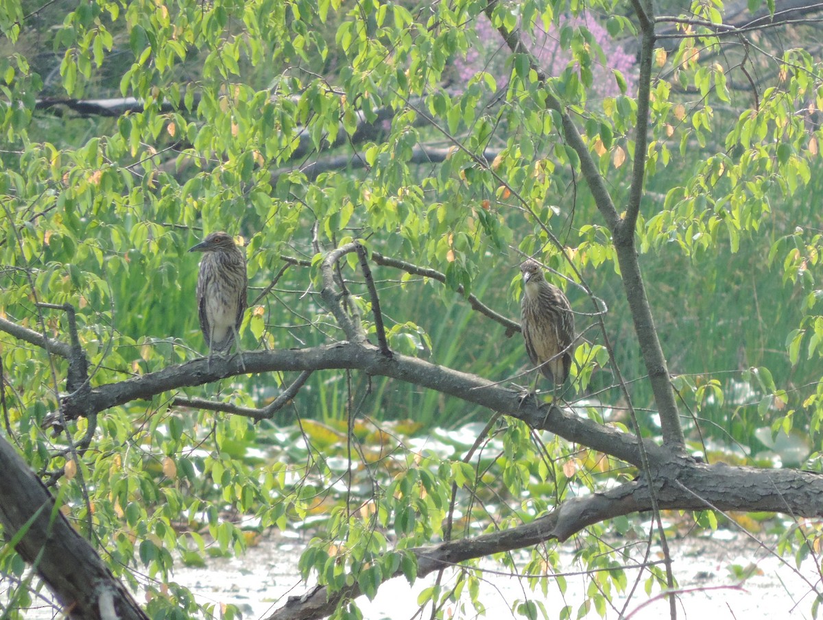 Black-crowned Night Heron - ML135899991