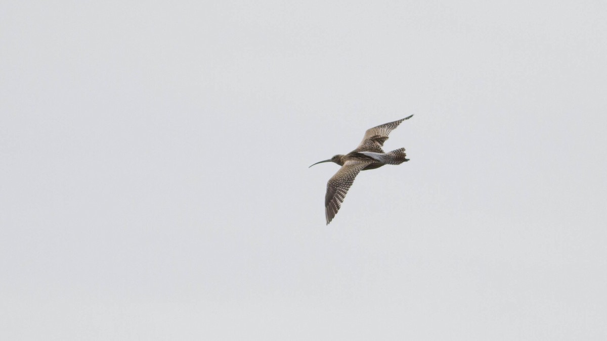 Eurasian Curlew - ML135900611