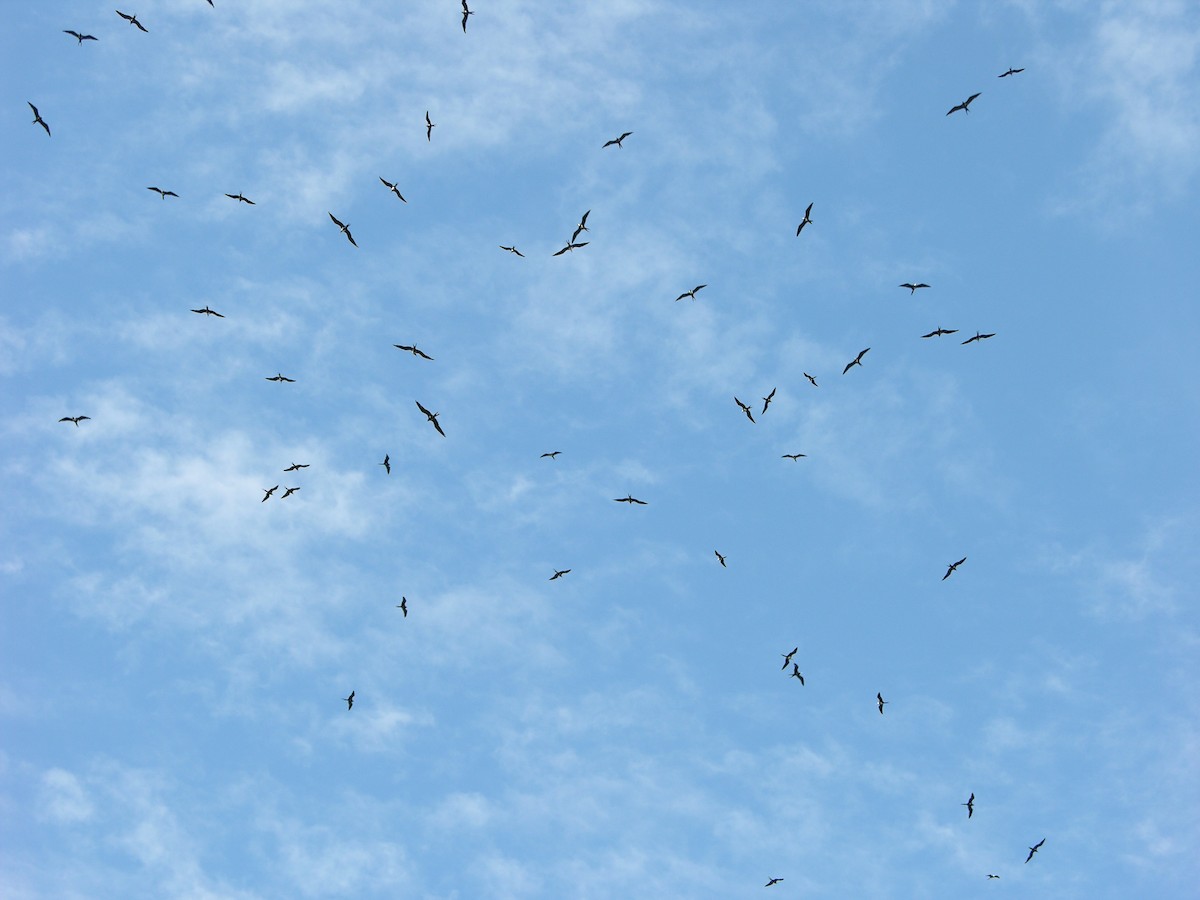 Lesser Frigatebird - ML135903181