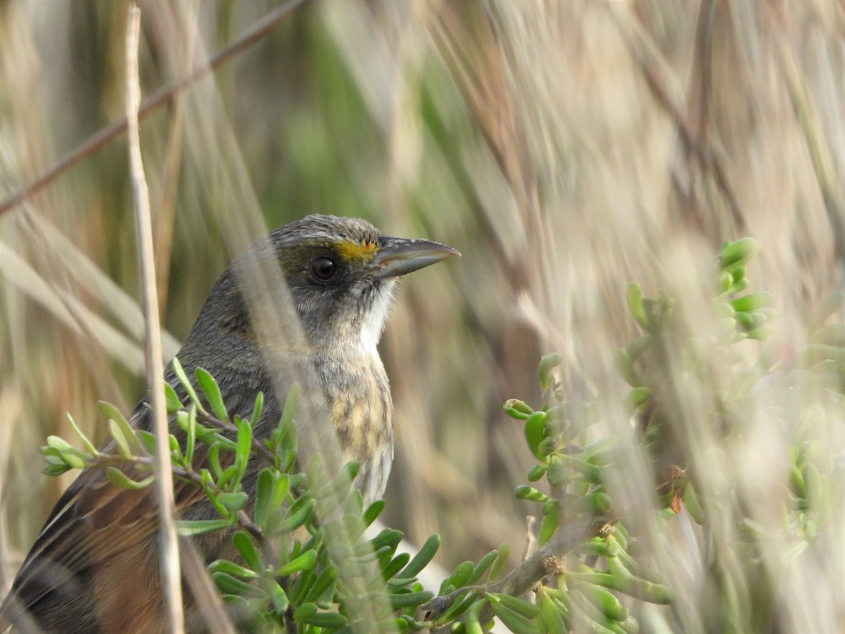 Seaside Sparrow - ML135905381