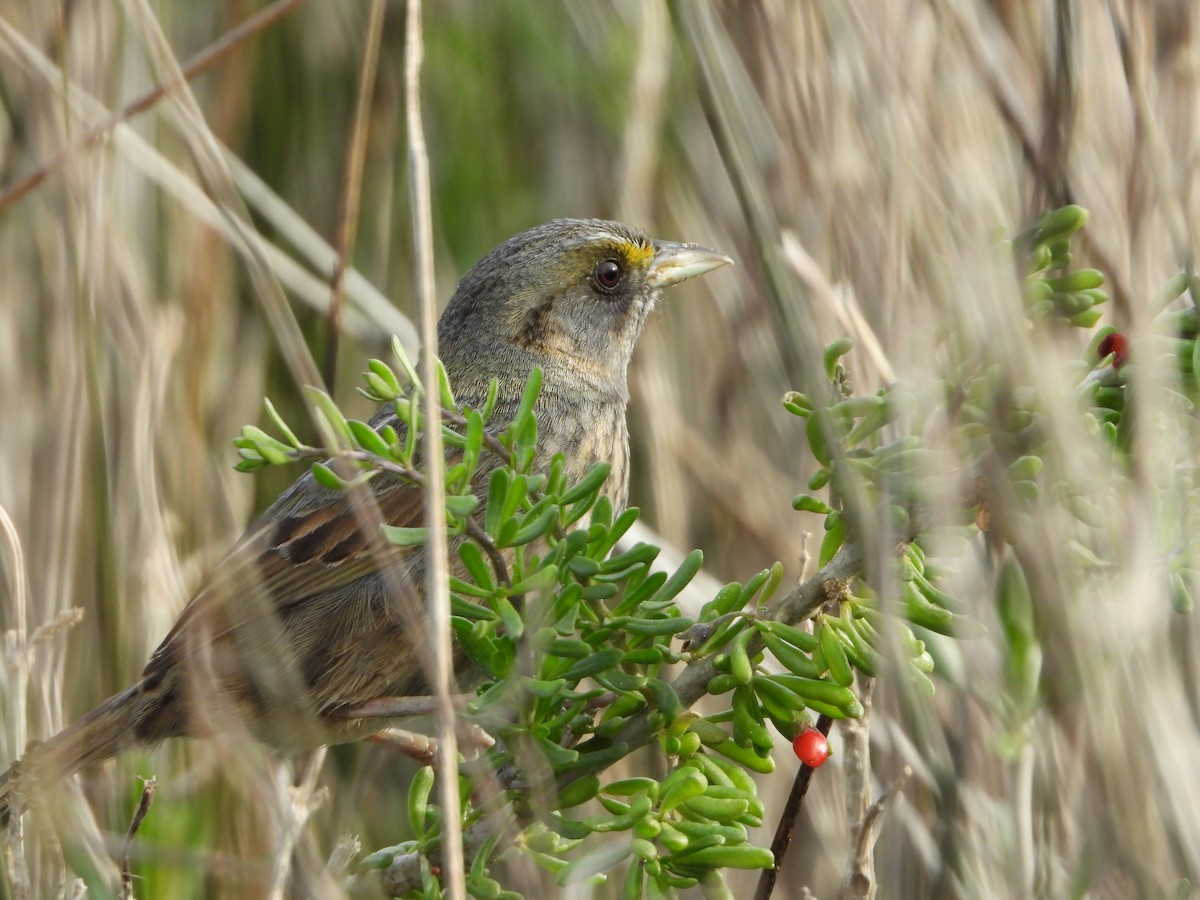 Seaside Sparrow - ML135905431