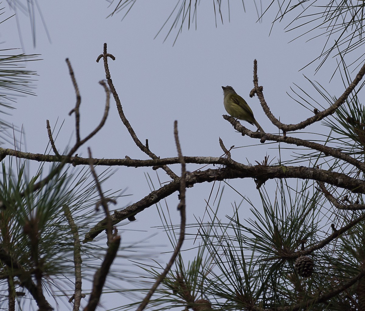 Yellow-olive Flatbill - ML135907091