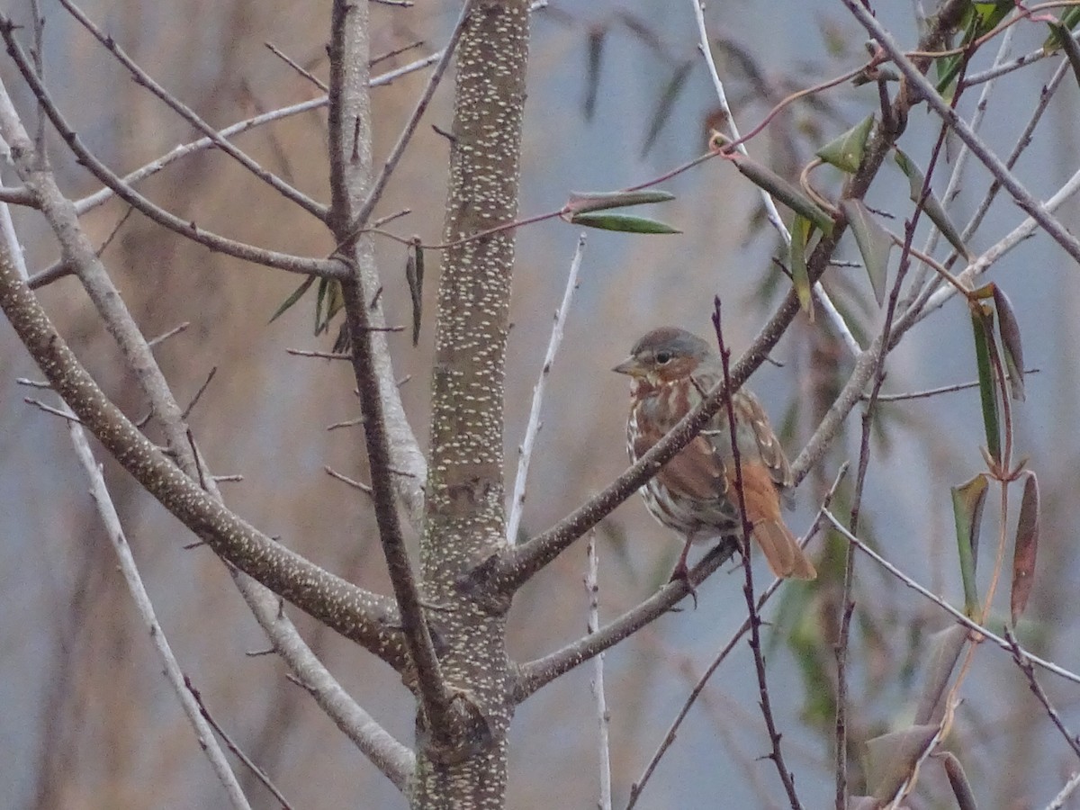 Fox Sparrow - ML135907901