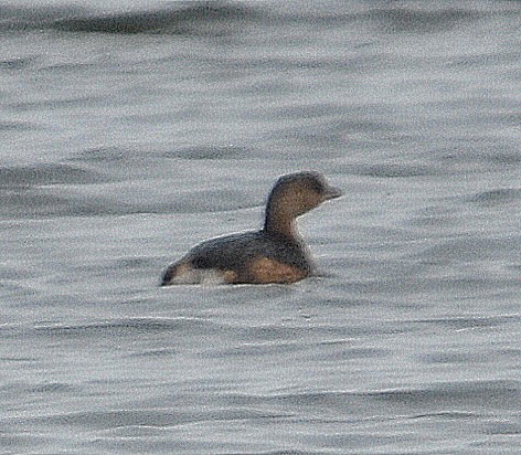 Pied-billed Grebe - ML135907981