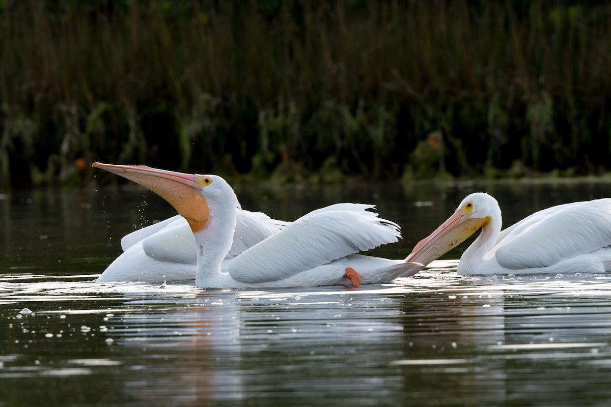 American White Pelican - Melissa James
