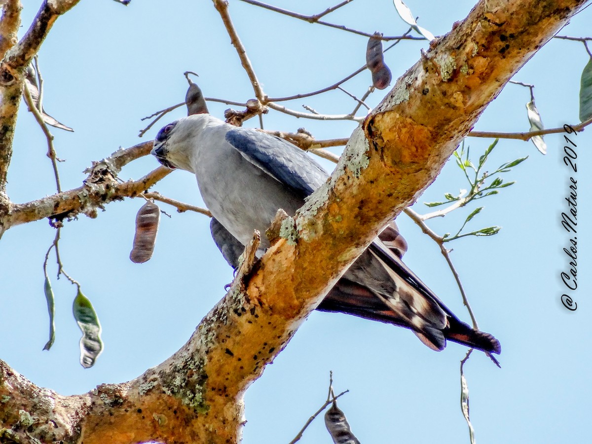 Plumbeous Kite - ML135909821