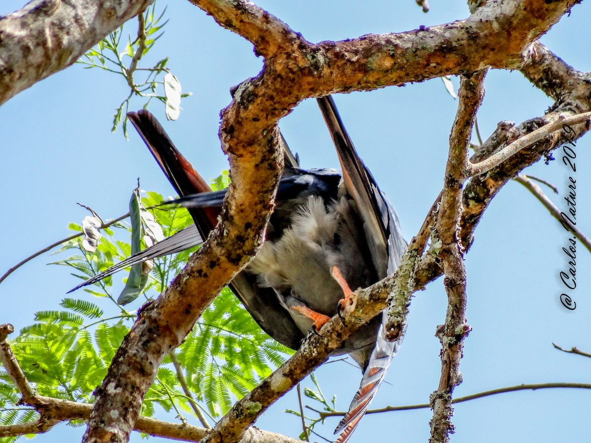 Plumbeous Kite - ML135909961