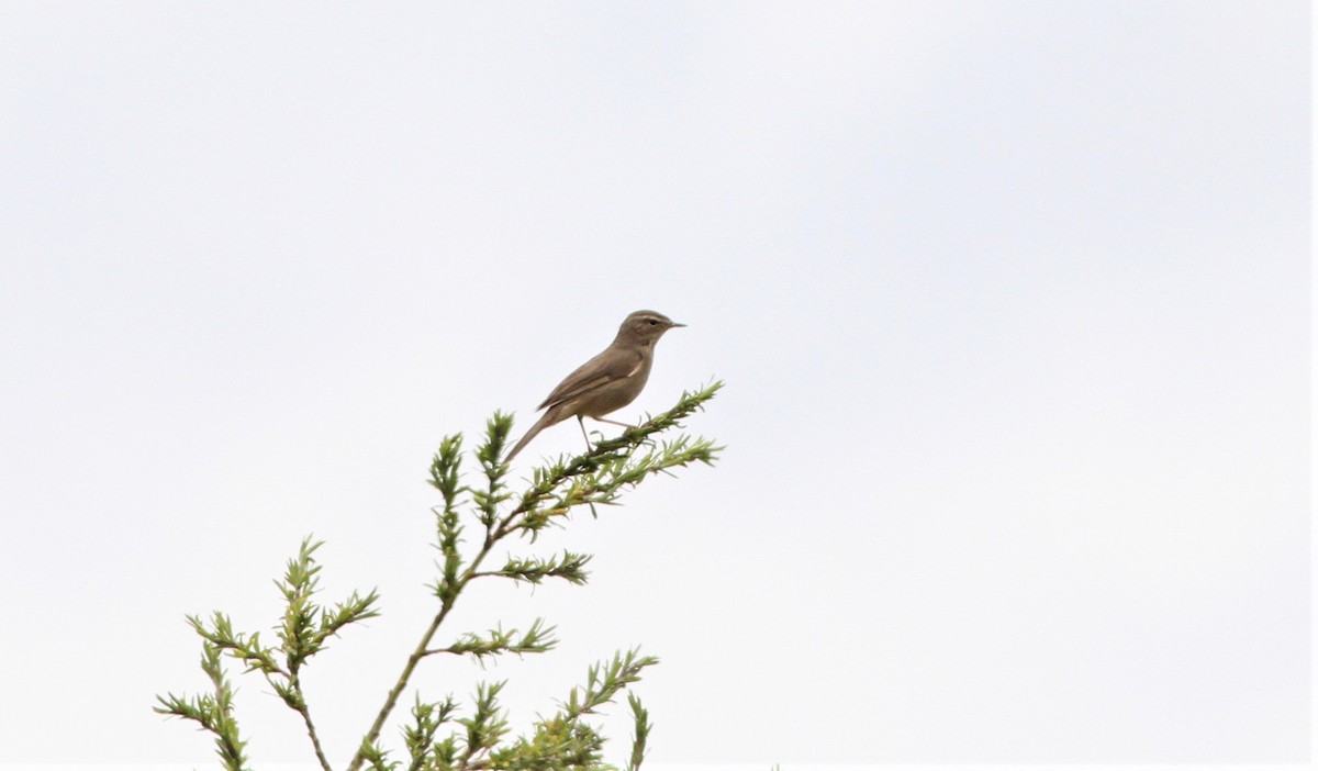 Dusky Warbler - Alex Bayly