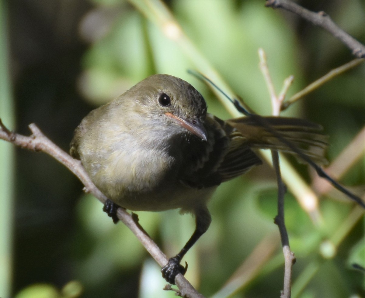 Caribbean Elaenia - ML135911701