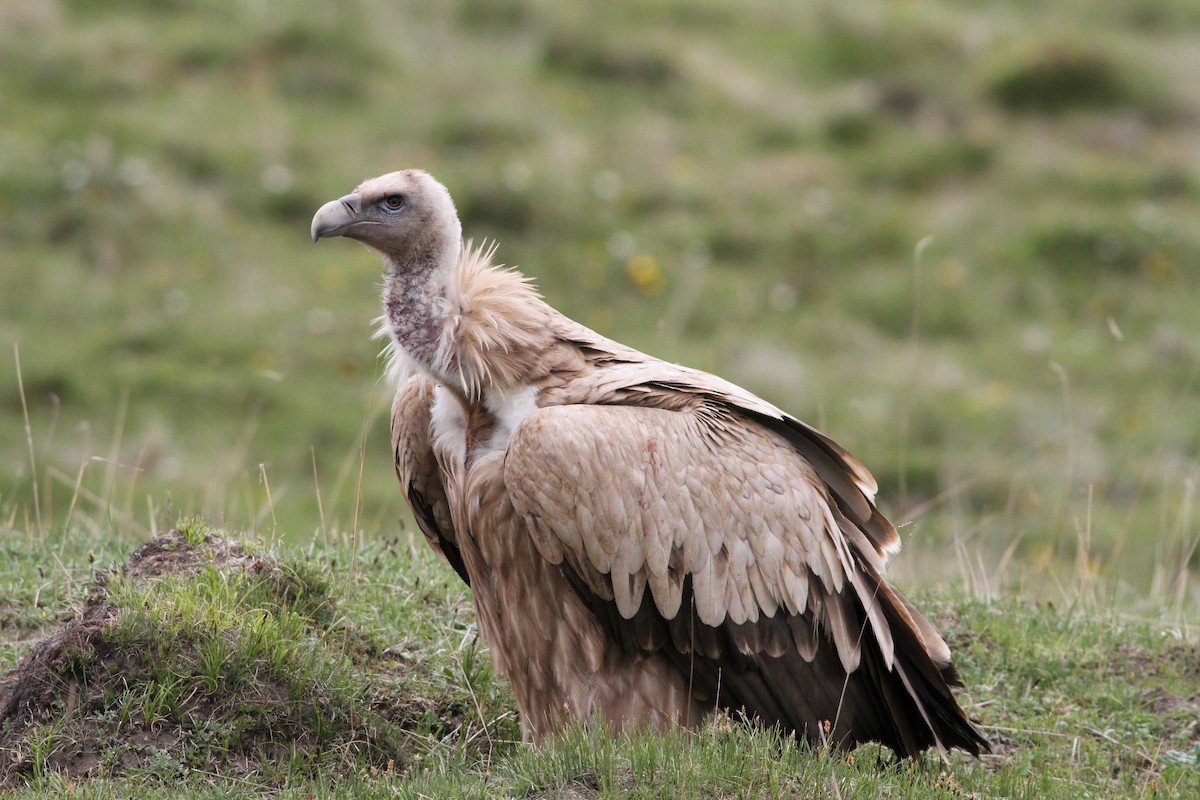 Himalayan Griffon - Alex Bayly