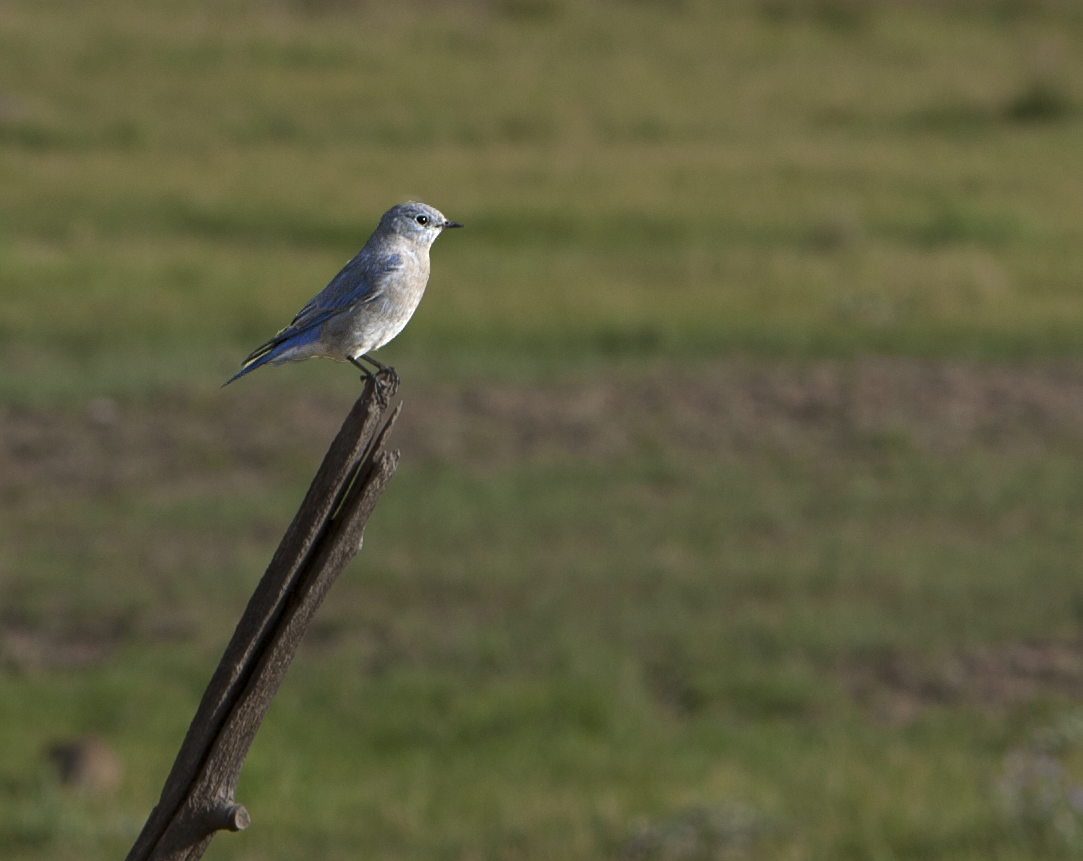 Mountain Bluebird - ML135915931