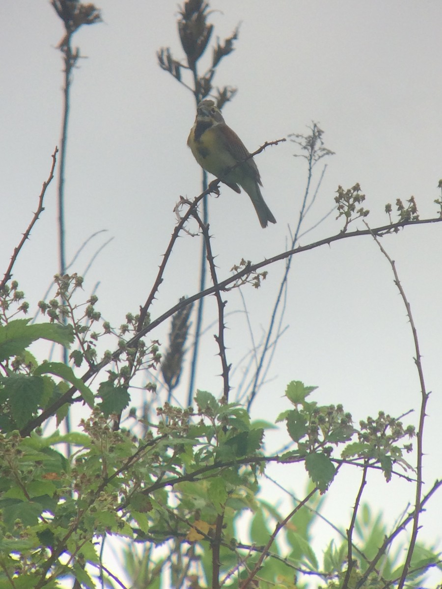 Dickcissel - Lauren Morgens