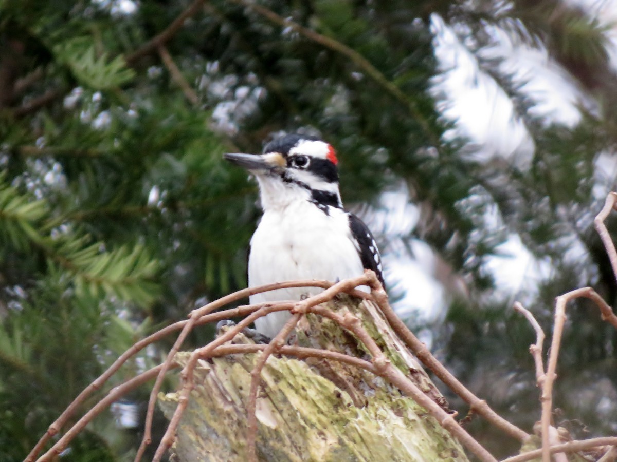 Hairy Woodpecker - ML135917451