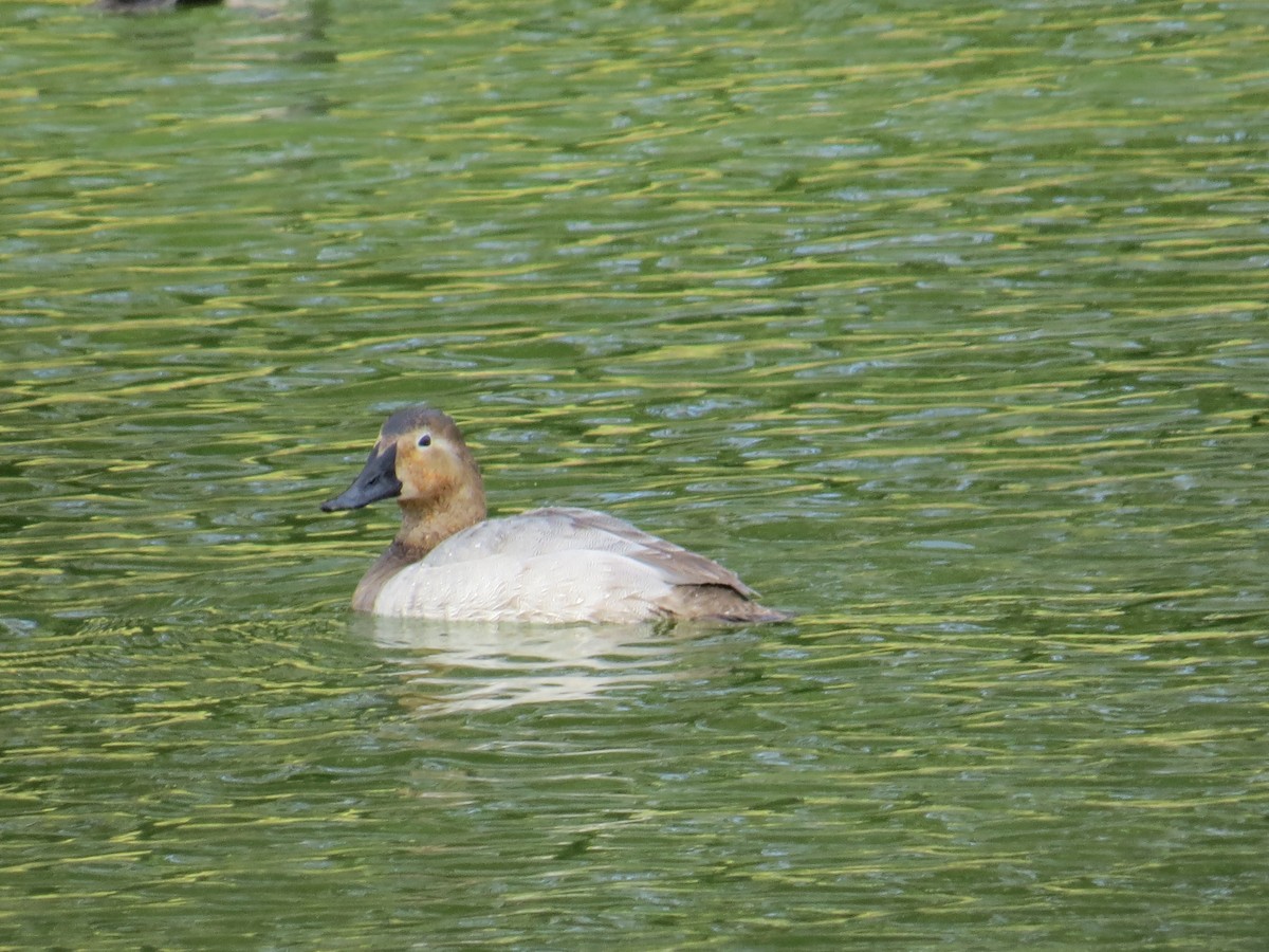 Canvasback - ML135918131