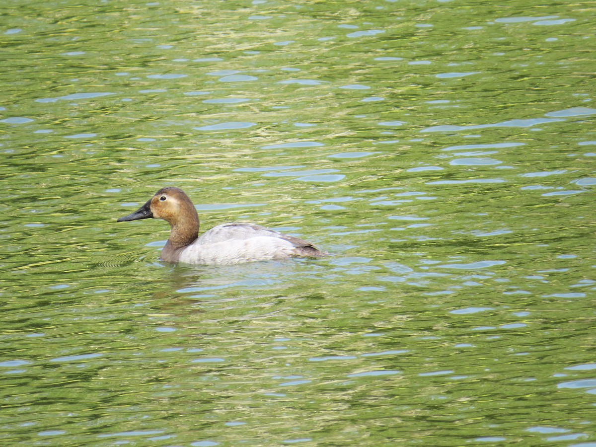 Canvasback - ML135918171