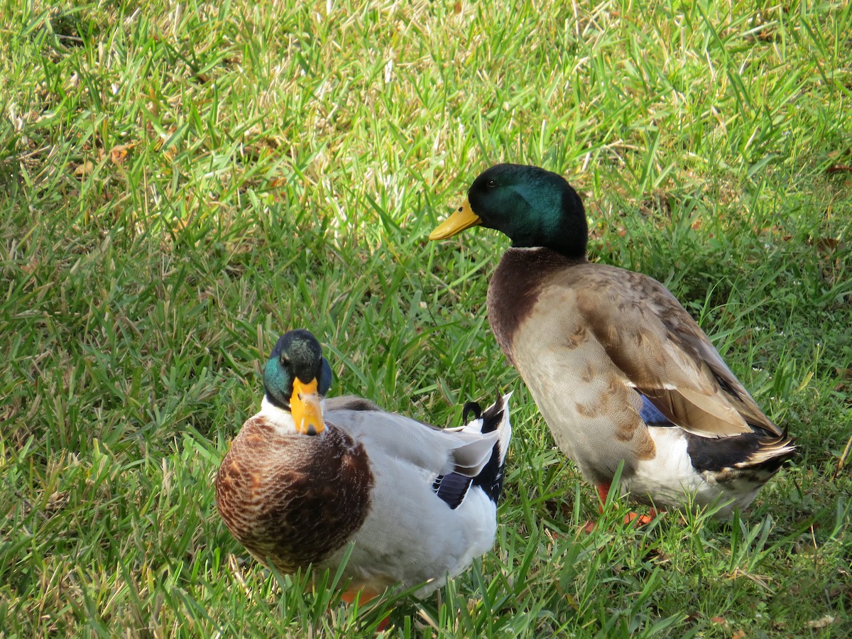 Mallard (Domestic type) - ML135918451