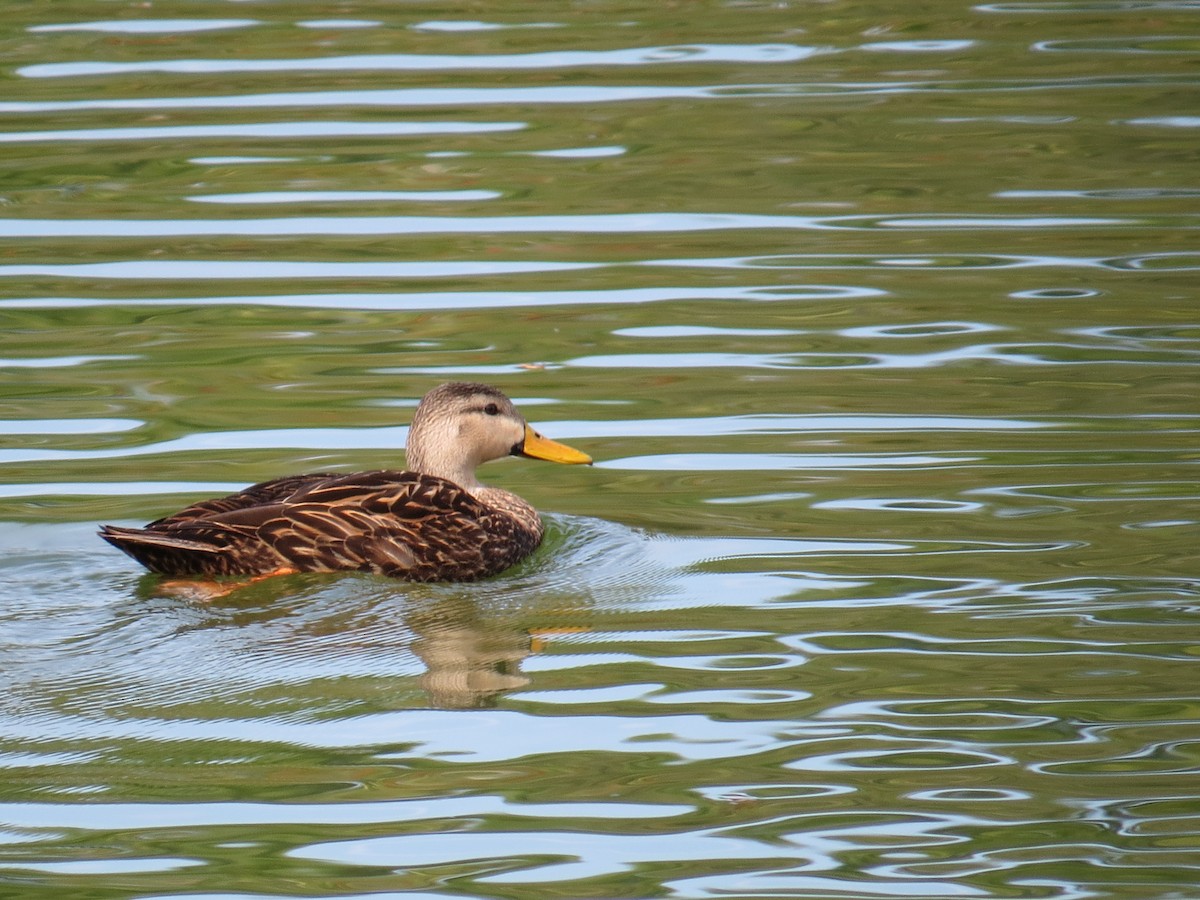 Mottled Duck - ML135918601