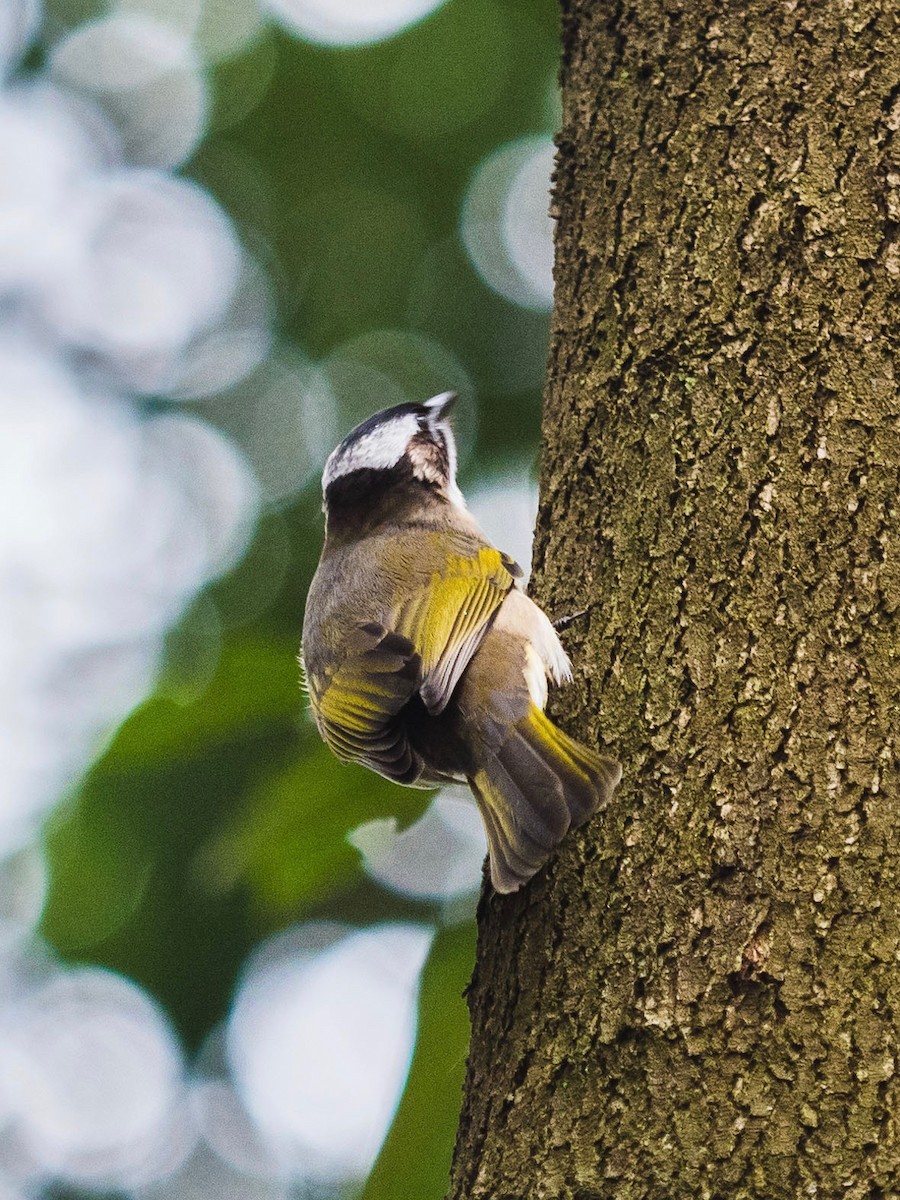 Light-vented Bulbul - ML135919761