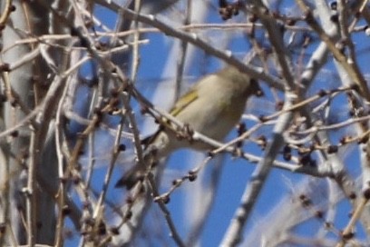 Lawrence's Goldfinch - ML135919891