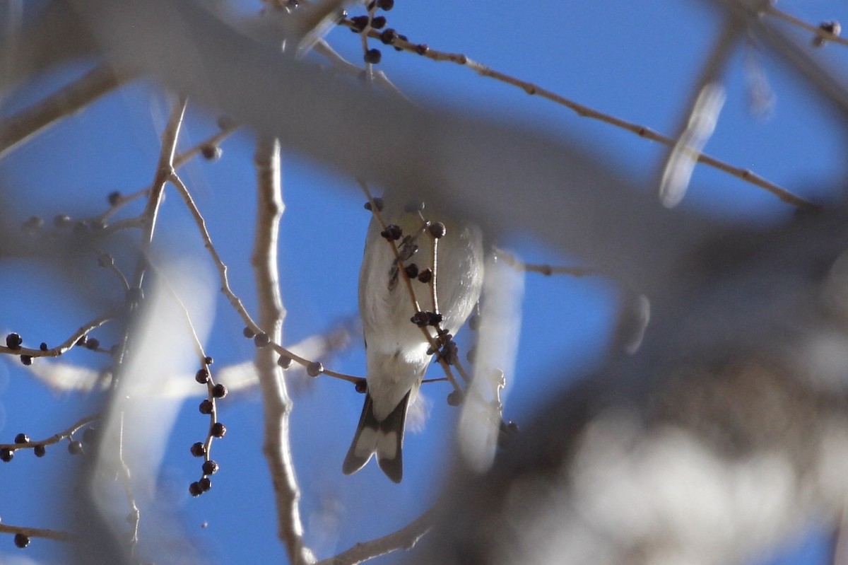 Lawrence's Goldfinch - ML135919911