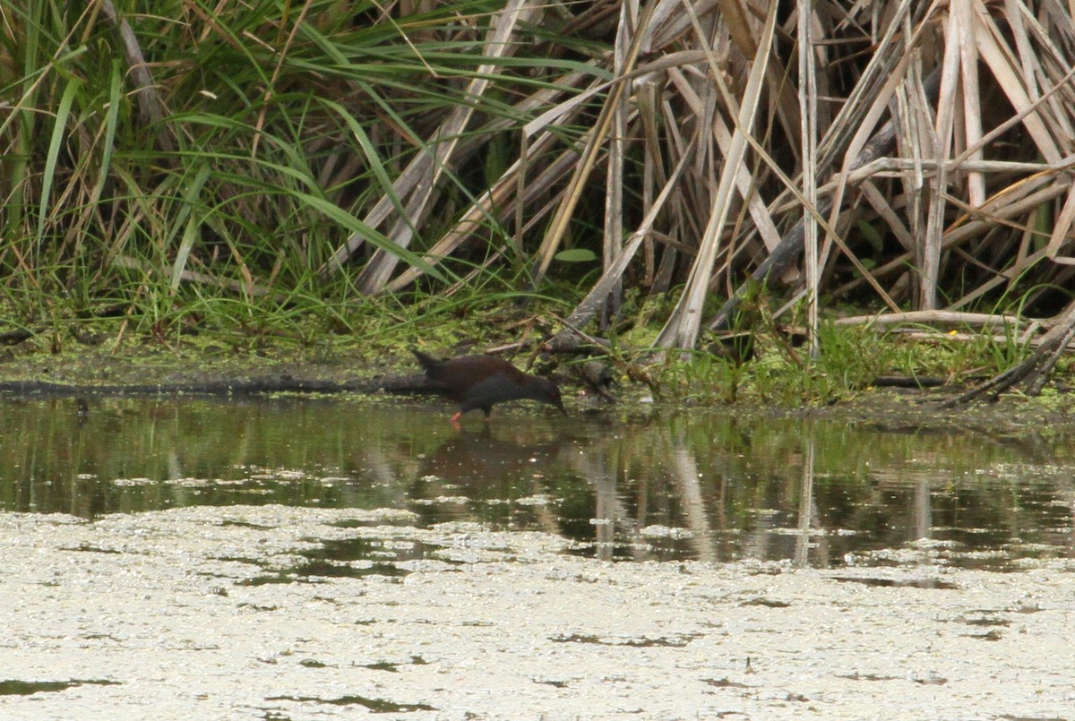 Spotless Crake - ML135920051
