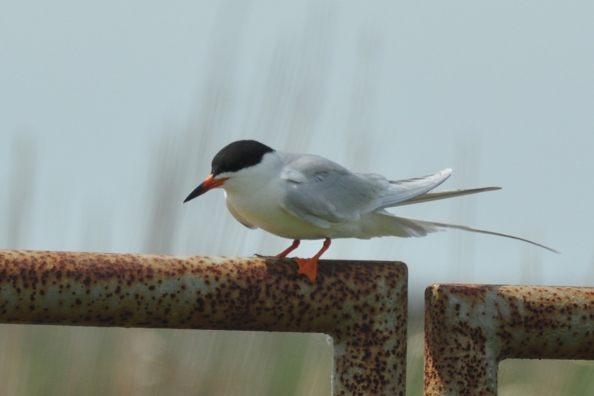 Forster's Tern - Ethan Chaffee
